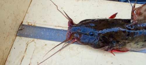 Gevlekte stroommeerval (Parauchenoglanis punctatus) — Claroteidae — 4