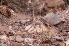 Menodora scabra