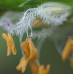 Stenotaphrum dimidiatum