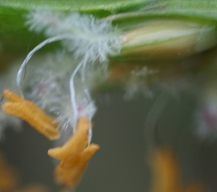 Stenotaphrum dimidiatum