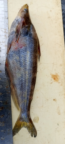 Broadhead catfish (Schilbe laticeps) — Schilbeidae