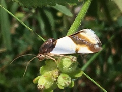 Tarache lactipennis
