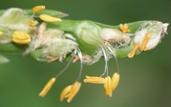 Stenotaphrum dimidiatum