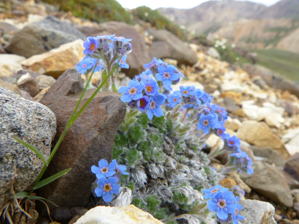 alpine forget-me-not
