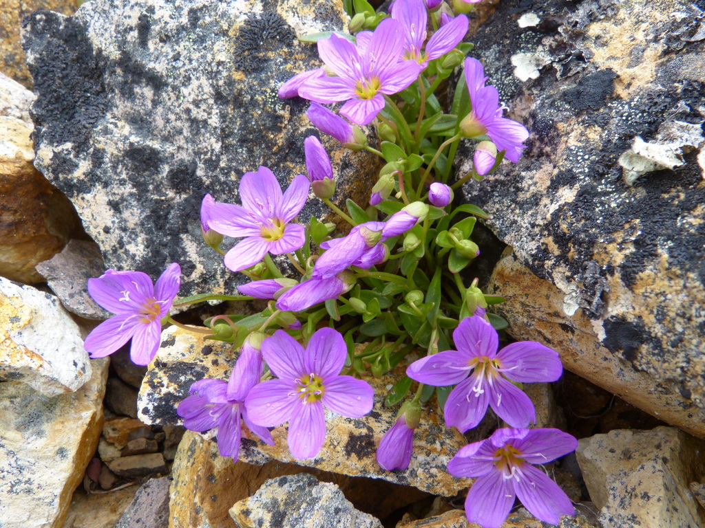 Scamman's Springbeauty