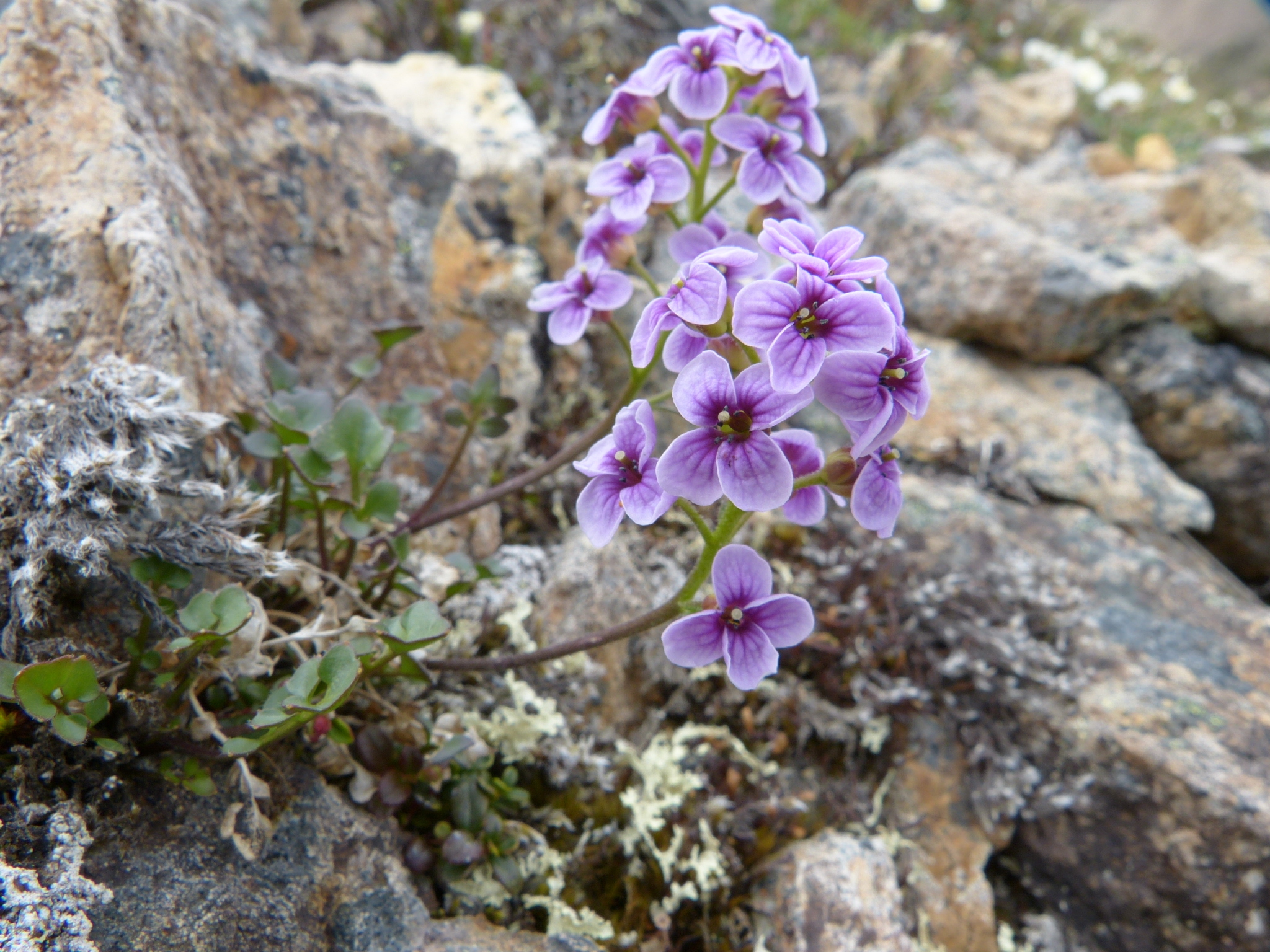 Cardamine purpurea