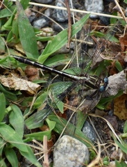Phanogomphus exilis