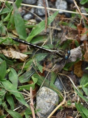 Phanogomphus exilis
