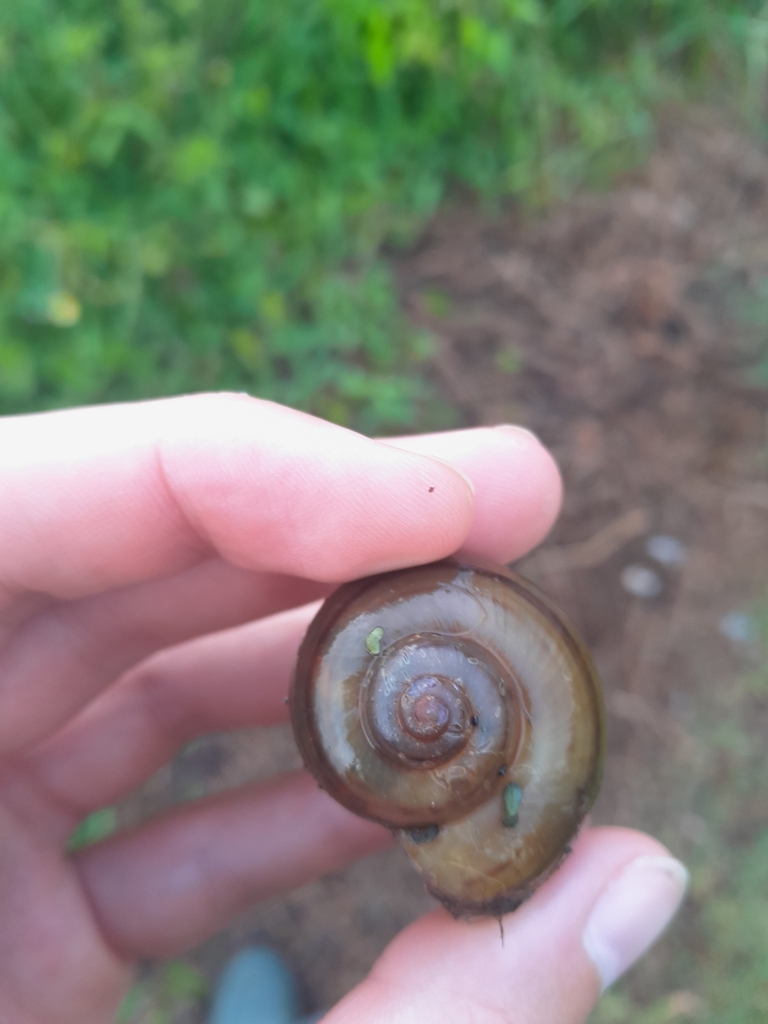 Pomacea dolioides