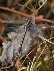 Phanogomphus exilis