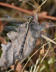 Phanogomphus exilis