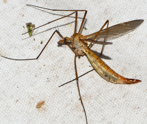 Tipula verrucosa