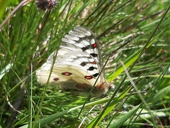 Parnassius phoebus