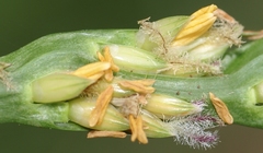 Stenotaphrum dimidiatum