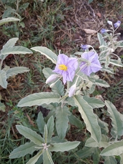 Solanum elaeagnifolium