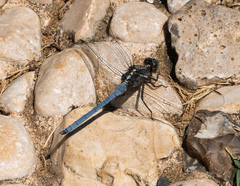 Anisoptera