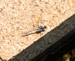 Anisoptera