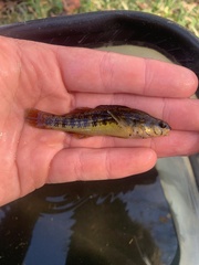 Pinewoods Darter photo 5
