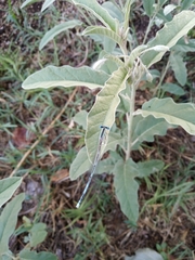 Platycnemis pennipes