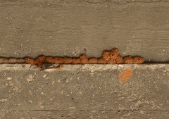 Eumeninae