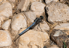 Anisoptera