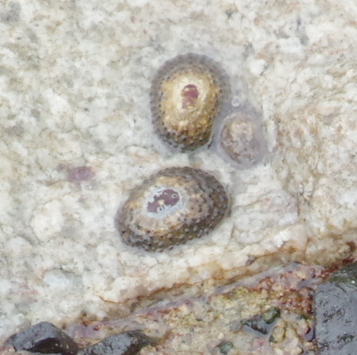 Patella natalensis, 2024-11-11