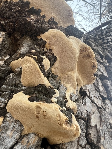 Perenniporia fraxinophila
