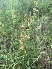 Crotalaria lanceolata