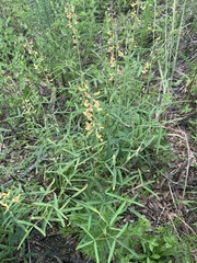 Crotalaria lanceolata