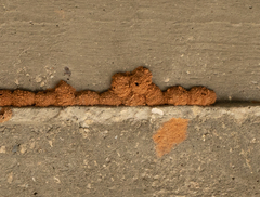 Eumeninae