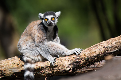 Ring-tailed Lemur