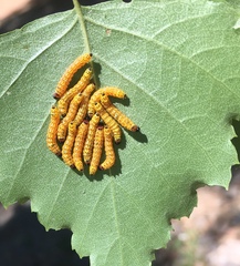 Oedemasia concinna