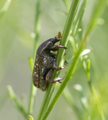Euphoria leucographa