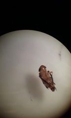 Anoscopus serratulae