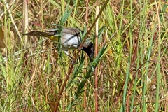 Pycnonotus barbatus tricolor