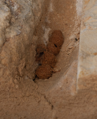 Eumeninae