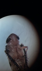 Anoscopus serratulae