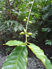 Coffea