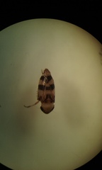 Anoscopus serratulae