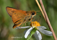 Hesperia meskei straton