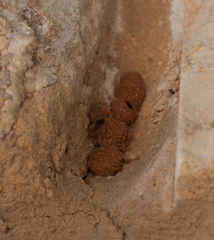 Eumeninae