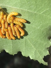 Oedemasia concinna