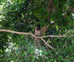 Corvus cornix