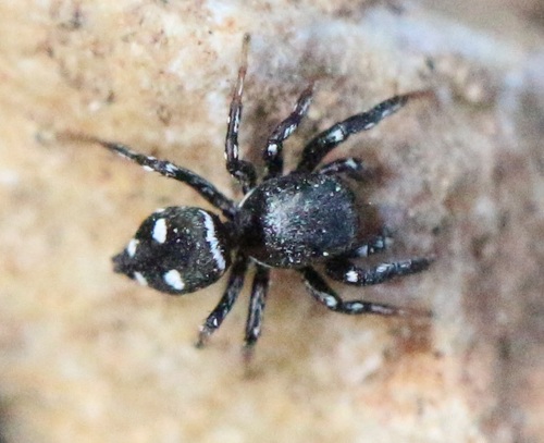 Heliophanus encifer