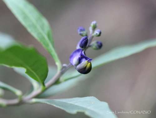 Monnina xalapensis