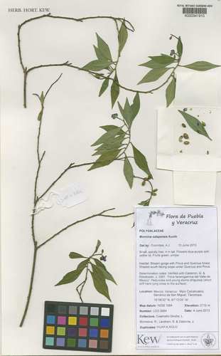 Monnina xalapensis