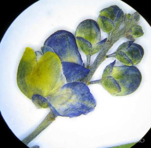 Monnina xalapensis