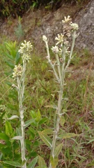 Pterocaulon alopecuroides
