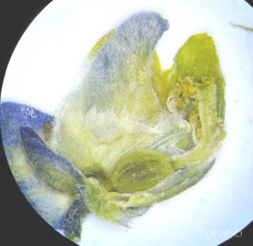 Monnina xalapensis