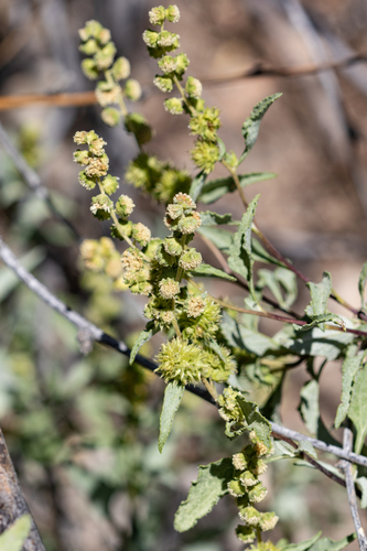 triangle-leaf bursage